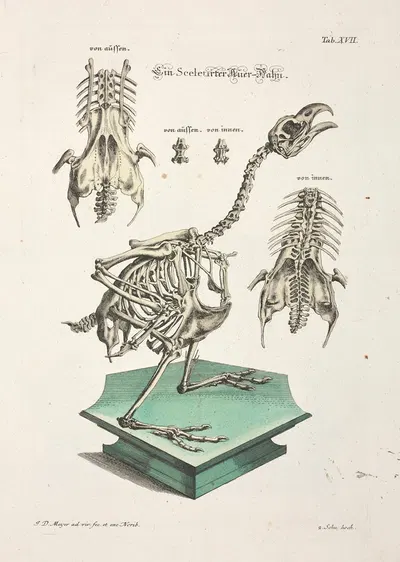 Angenehmer und nützlicher Zeit-Vertreib Pl.017 by Johann Daniel Meyer, 1748 — digital art print download