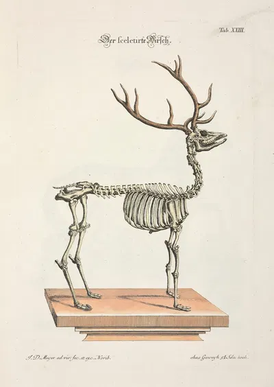 Angenehmer und nützlicher Zeit-Vertreib Pl.023 by Johann Daniel Meyer, 1748 — digital art print download