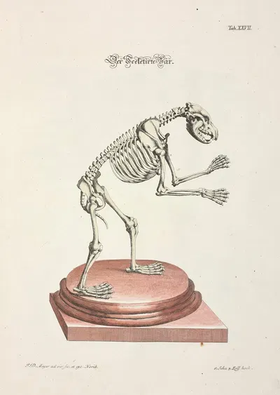 Angenehmer und nützlicher Zeit-Vertreib Pl.027 by Johann Daniel Meyer, 1748 — digital art print download