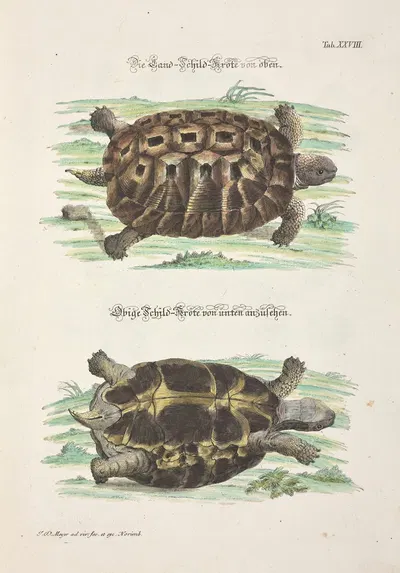 Angenehmer und nützlicher Zeit-Vertreib Pl.028 by Johann Daniel Meyer, 1748 — digital art print download