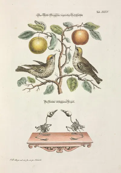 Angenehmer und nützlicher Zeit-Vertreib Pl.034 by Johann Daniel Meyer, 1748 — digital art print download