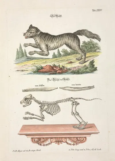 Angenehmer und nützlicher Zeit-Vertreib Pl.035 by Johann Daniel Meyer, 1748 — digital art print download