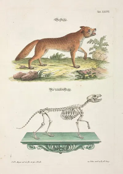 Angenehmer und nützlicher Zeit-Vertreib Pl.036 by Johann Daniel Meyer, 1748 — digital art print download
