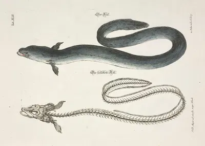 Angenehmer und nützlicher Zeit-Vertreib Pl.042 by Johann Daniel Meyer, 1748 — digital art print download