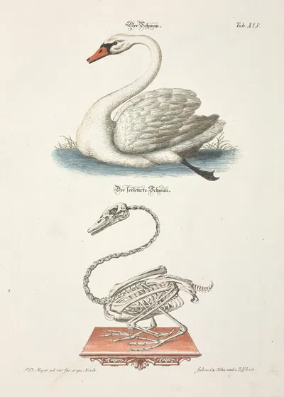 Angenehmer und nützlicher Zeit-Vertreib Pl.045 by Johann Daniel Meyer, 1748 — digital art print download