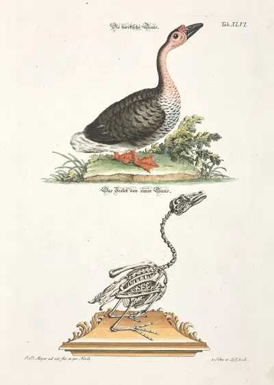 Angenehmer und nützlicher Zeit-Vertreib Pl.046 by Johann Daniel Meyer, 1748 — digital art print download