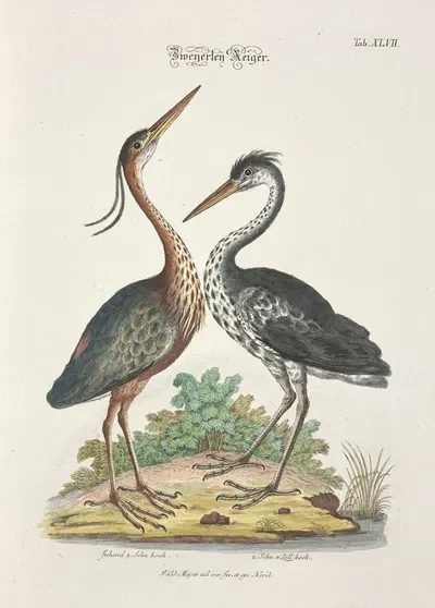 Angenehmer und nützlicher Zeit-Vertreib Pl.047 by Johann Daniel Meyer, 1748 — digital art print download