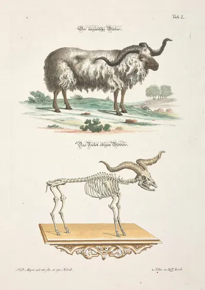 Angenehmer und nützlicher Zeit-Vertreib Pl.050 by Johann Daniel Meyer, 1748 — digital art print download