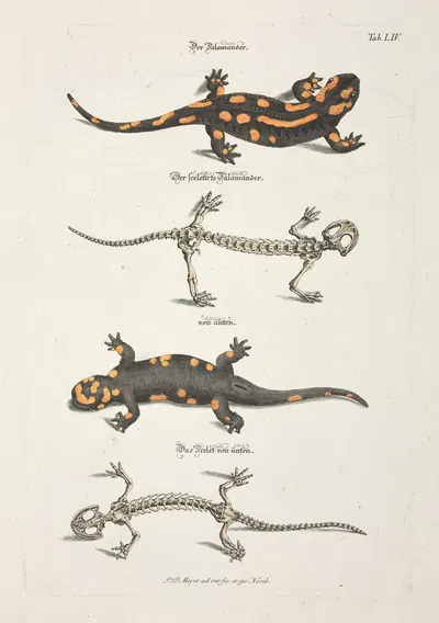 Angenehmer und nützlicher Zeit-Vertreib Pl.054 by Johann Daniel Meyer, 1748 — digital art print download