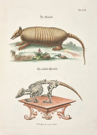 Angenehmer und nützlicher Zeit-Vertreib Pl.059 by Johann Daniel Meyer, 1748 — digital art print download