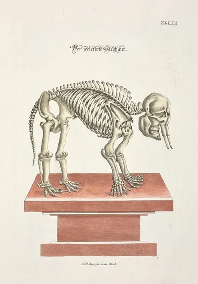 Angenehmer und nützlicher Zeit-Vertreib Pl.070 by Johann Daniel Meyer, 1748 — digital art print download