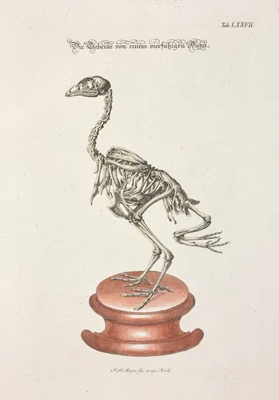 Angenehmer und nützlicher Zeit-Vertreib Pl.077 by Johann Daniel Meyer, 1748 — digital art print download