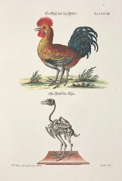 Angenehmer und nützlicher Zeit-Vertreib Pl.078 by Johann Daniel Meyer, 1748 — digital art print download