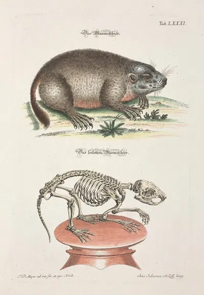 Angenehmer und nützlicher Zeit-Vertreib Pl.081 by Johann Daniel Meyer, 1748 — digital art print download
