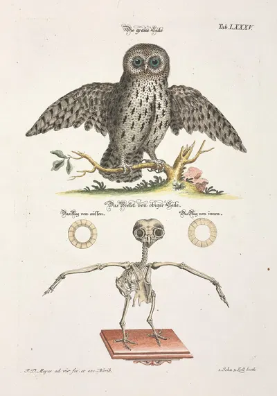 Angenehmer und nützlicher Zeit-Vertreib Pl.085 by Johann Daniel Meyer, 1748 — digital art print download