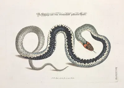 Angenehmer und nützlicher Zeit-Vertreib Pl.087 by Johann Daniel Meyer, 1748 — digital art print download