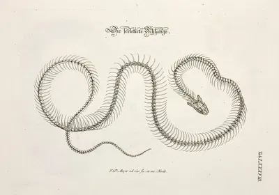 Angenehmer und nützlicher Zeit-Vertreib Pl.088 by Johann Daniel Meyer, 1748 — digital art print download