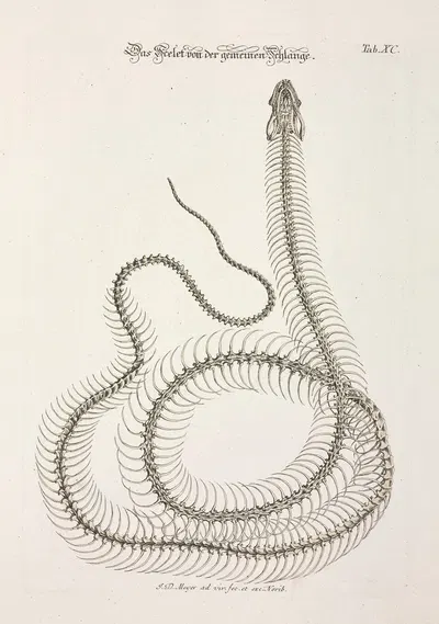 Angenehmer und nützlicher Zeit-Vertreib Pl.090 by Johann Daniel Meyer, 1748 — digital art print download