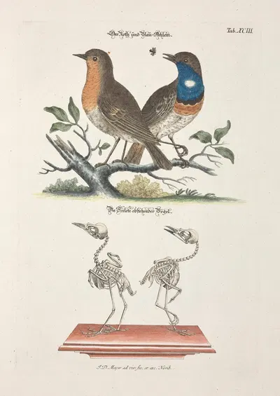 Angenehmer und nützlicher Zeit-Vertreib Pl.093 by Johann Daniel Meyer, 1748 — digital art print download