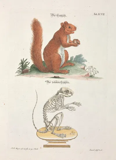 Angenehmer und nützlicher Zeit-Vertreib Pl.097 by Johann Daniel Meyer, 1748 — digital art print download