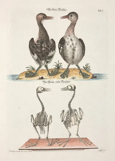 Angenehmer und nützlicher Zeit-Vertreib Pl.100 by Johann Daniel Meyer, 1748 — digital art print download