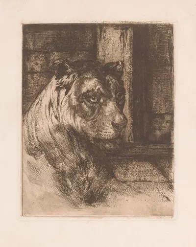 Head of a reclining lioness. by Joseph Schippers — digital art print download