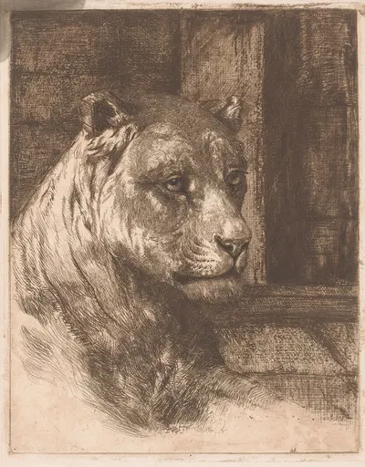 Head of a reclining lioness by Joseph Schippers — digital art print download