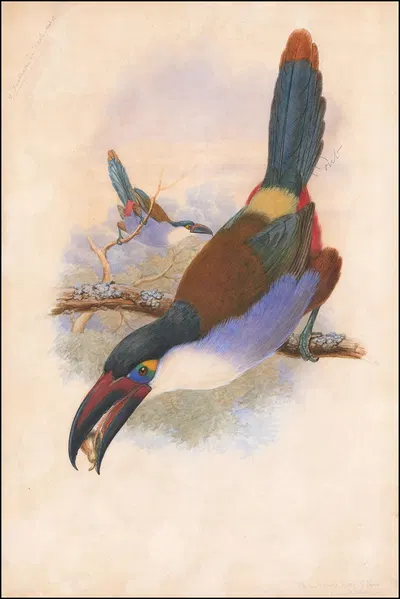 Black-Billed Mountain Toucan (Andigena nigrirostris) by William Matthew Hart, 1870 — digital art print download