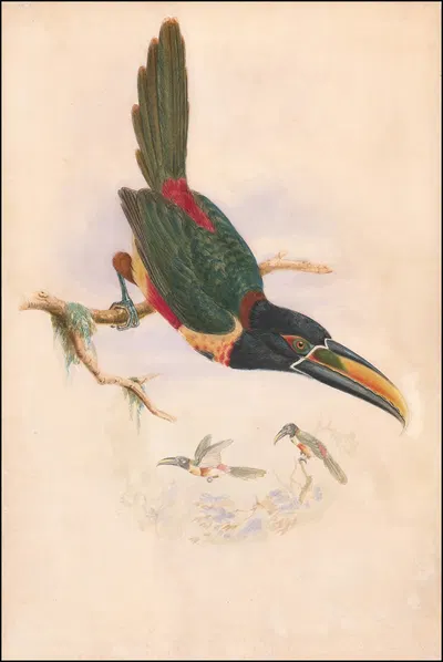 Central American aracari by William Matthew Hart, 1870 — digital art print download
