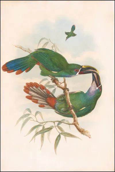 Northern Andean or Grey-throated Toucanet (Aulacorhynchus albivitta or griseigularis) by William Matthew Hart, 1870 —…