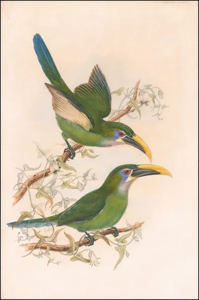 Yellow-billed toucanets (Aulacorhynchus sulcatus calorhynchus) by William Matthew Hart, 1870 — digital art print download