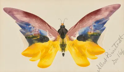 Butterfly by Альберт Бирштадт, 1890 — digital art print download