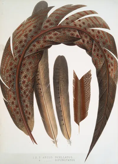 1-3. Argus ocellatus; 4. Argus bipunctatus. by Joseph Smit, 1872 — digital art print download