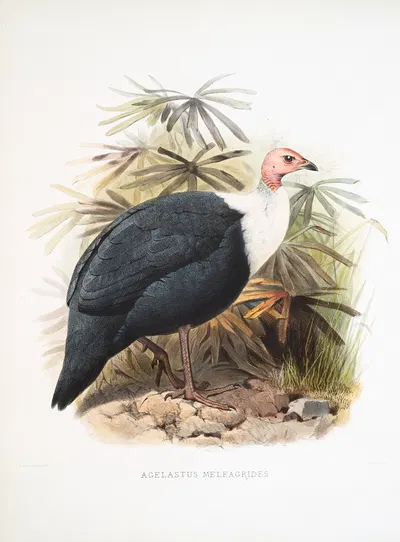 Agelastes meleagrides. by Joseph Smit, 1872 — digital art print download