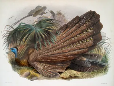 Argus giganteus. by Joseph Smit, 1872 — digital art print download