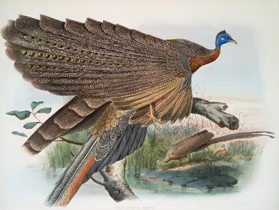 Argus Grayi. by Joseph Smit, 1872 — digital art print download