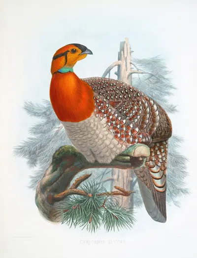 Ceriornis Blythii. by Joseph Smit, 1872 — digital art print download