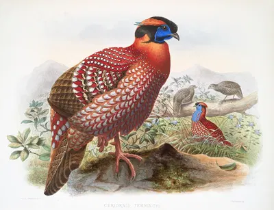 Ceriornis Temmincki. by Joseph Smit, 1872 — digital art print download