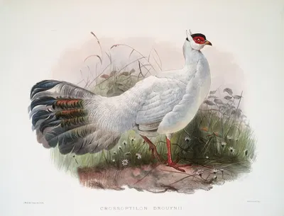 Crossoptilon Drouynii. by Joseph Smit, 1872 — digital art print download