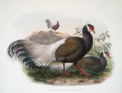 Crossoptilon mantchuricum. by Joseph Smit, 1872 — digital art print download