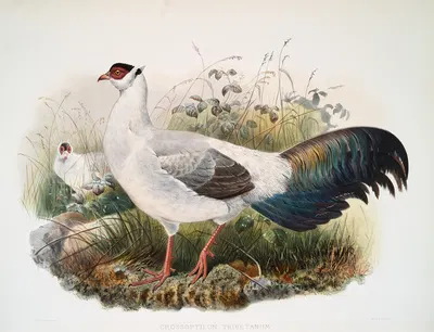 Crossoptilon thibetanum. by Joseph Smit, 1872 — digital art print download