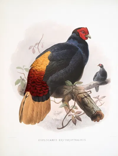 Euplocamus erythrophthalmus. by Joseph Smit, 1872 — digital art print download