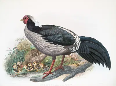 Euplocomus albo-cristatus. by Joseph Smit, 1872 — digital art print download