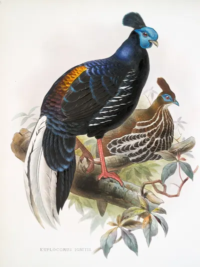 Euplocomus ignitus. by Joseph Smit, 1872 — digital art print download