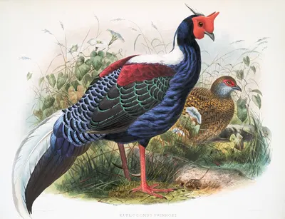 Euplocomus Swinhoei. by Joseph Smit, 1872 — digital art print download