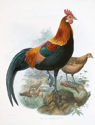 Gallus ferrugineus. by Joseph Smit, 1872 — digital art print download