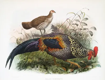 Gallus Sonneratii. by Joseph Smit, 1872 — digital art print download