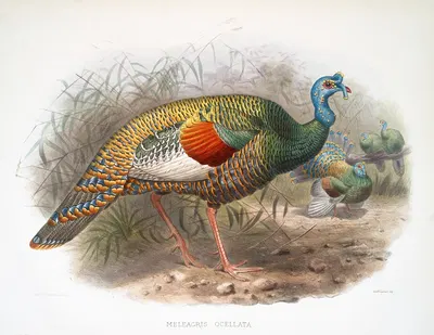 Melaeacris Ocellata by Joseph Smit, 1872 — digital art print download