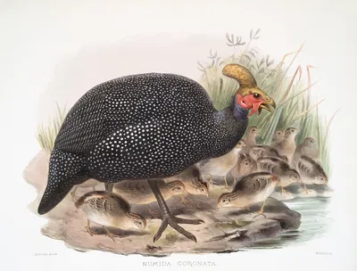 Numida coronata. by Joseph Smit, 1872 — digital art print download