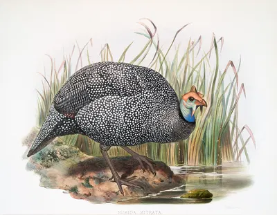 Numida mitrata. by Joseph Smit, 1872 — digital art print download
